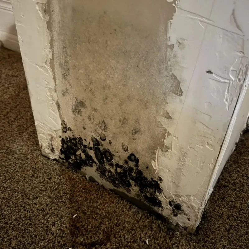 Professional Mold Removal in New Johnsonville, TN